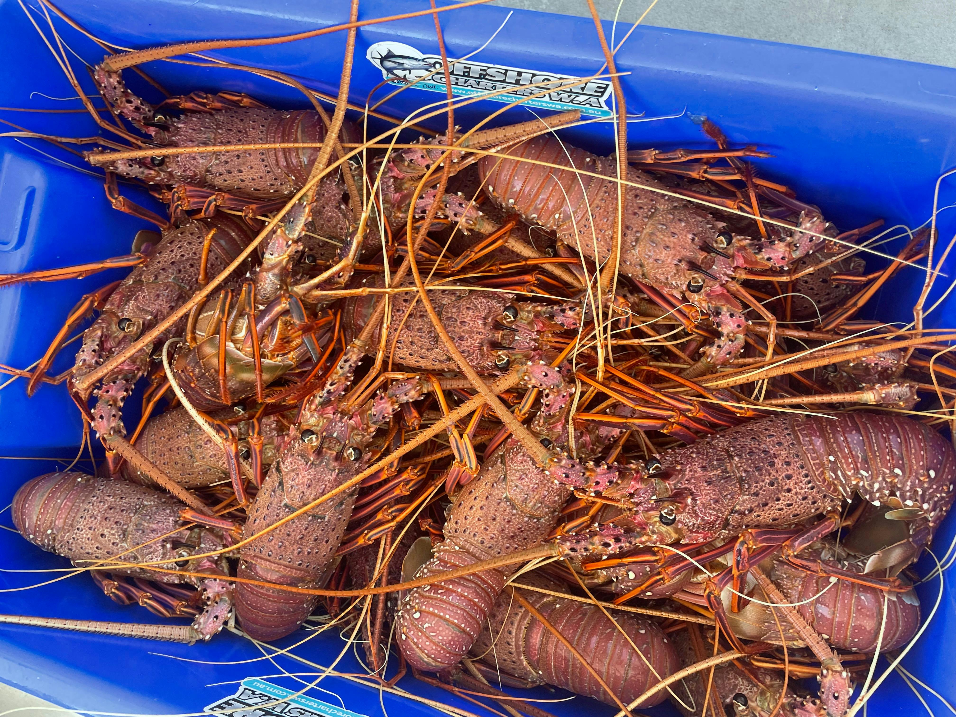 Crayfish Catch