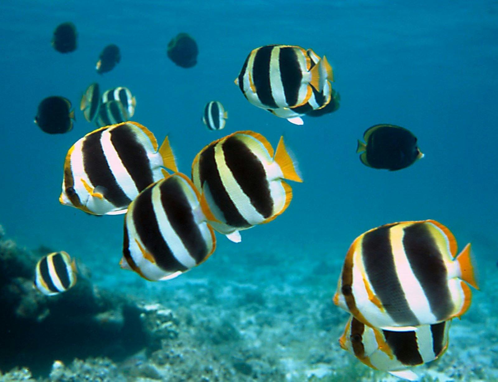 Fish in Erscott's Hole Lord Howe Island