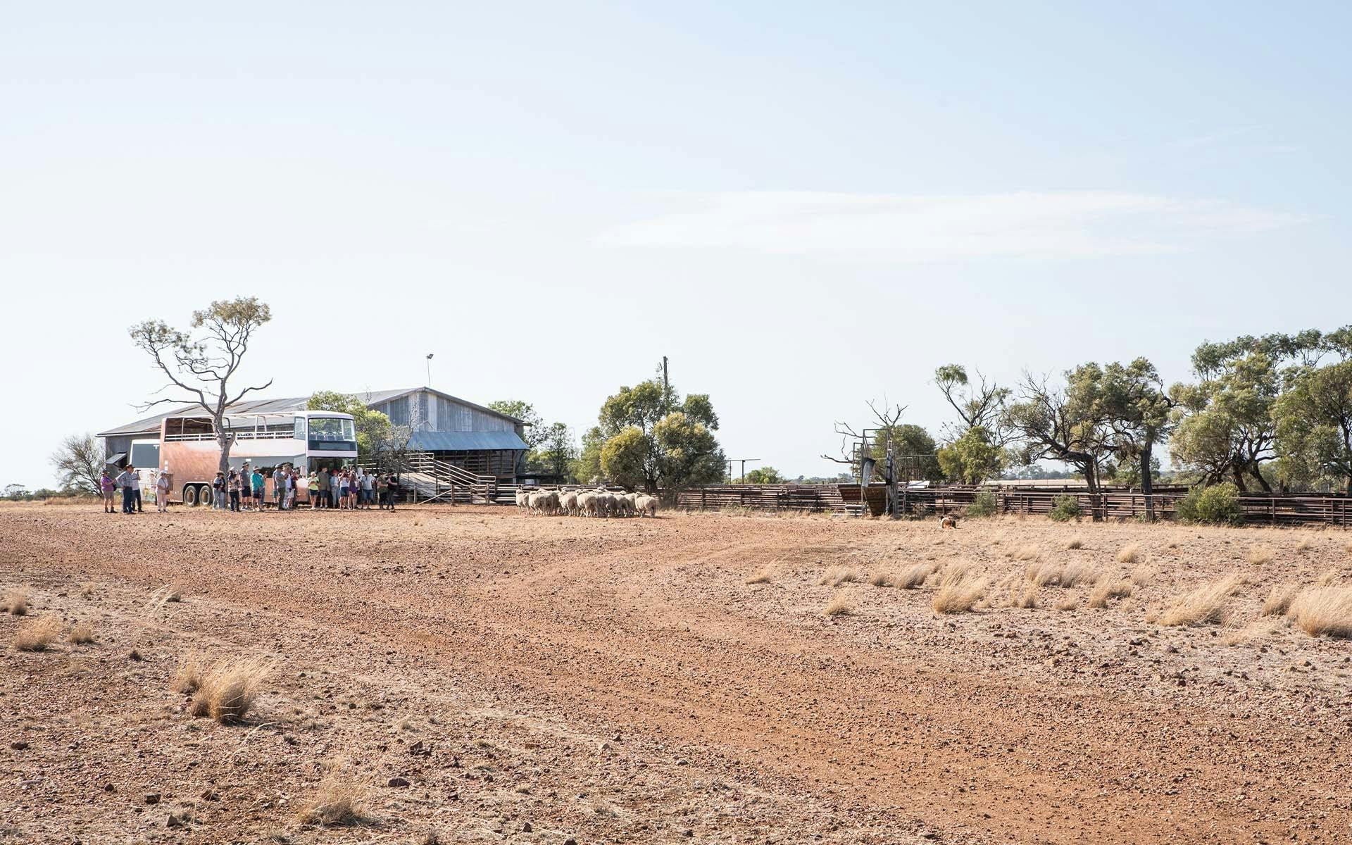Guests watching sheep at Nogo Station