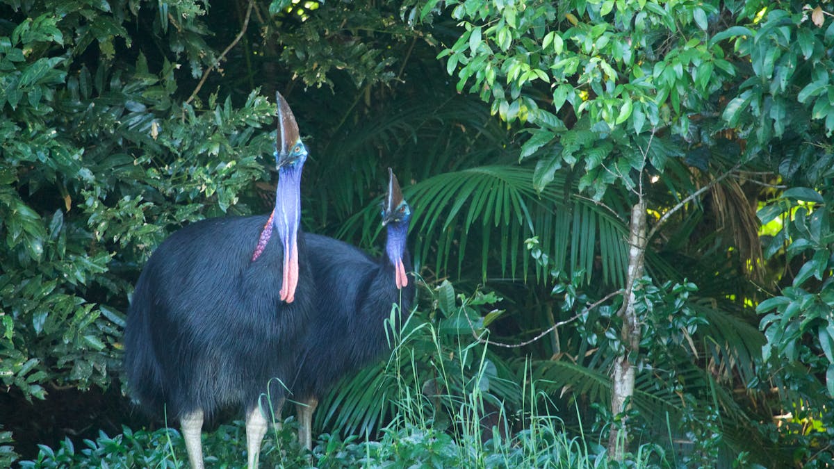 Elvis and Priscilla cassowaries in Kuranda