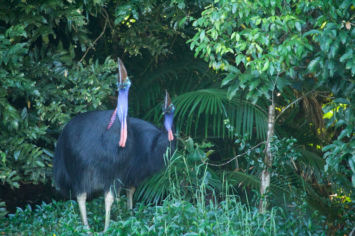 Elvis and Priscilla cassowaries in Kuranda