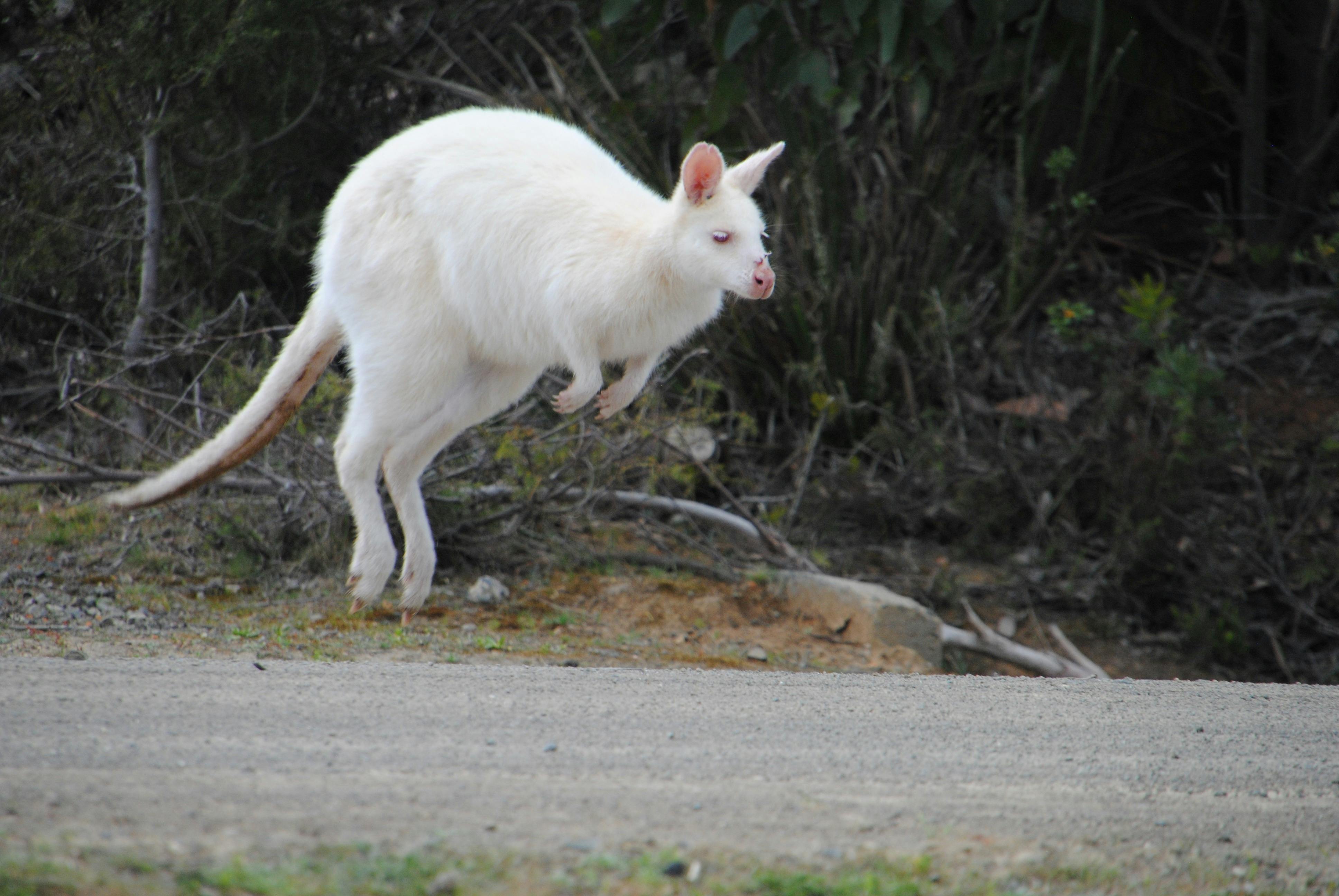 Bruny Island, white wallaby