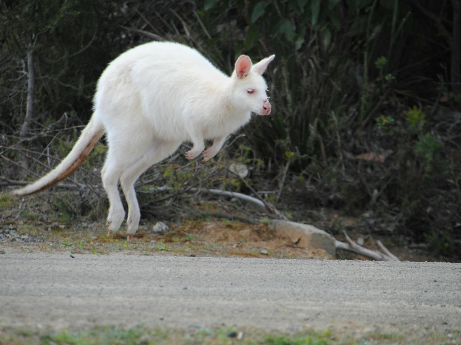 Bruny Island, white wallaby