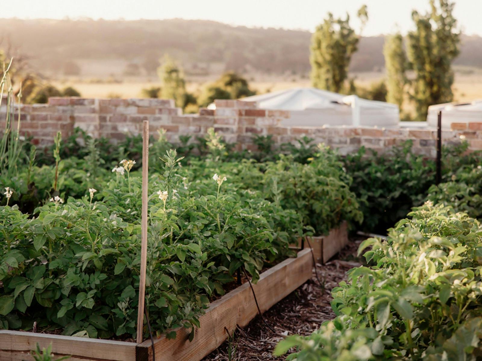 Collector Cottage Veg Garden
