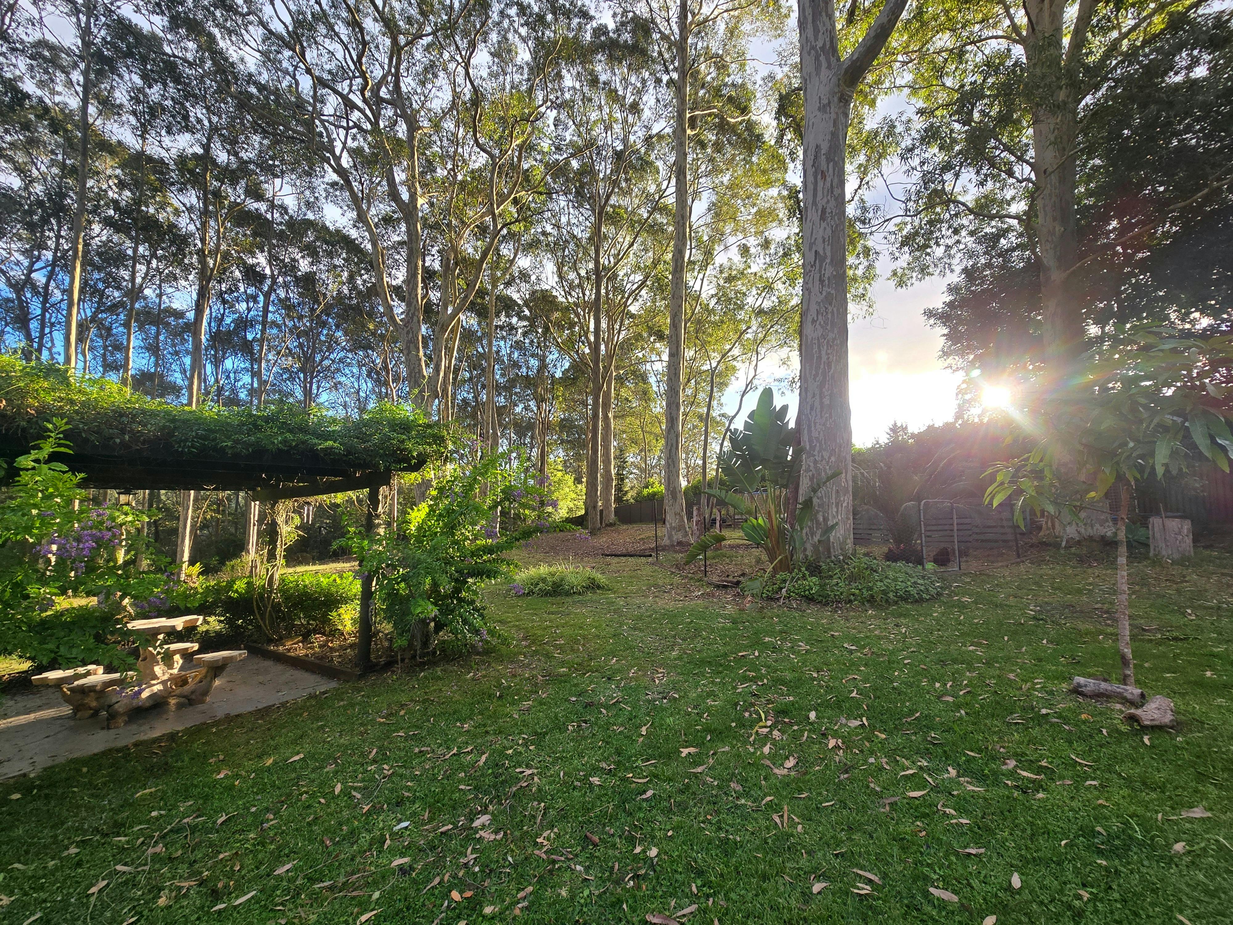 Bush garden with flowering pergola, carved wooden seating, lawn, sunlight and tall gum trees.