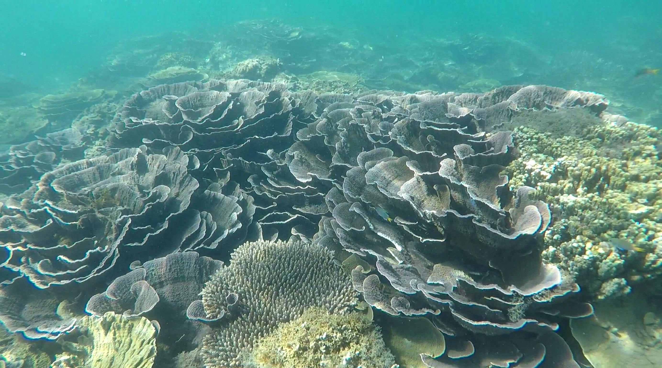 Introductory Dive