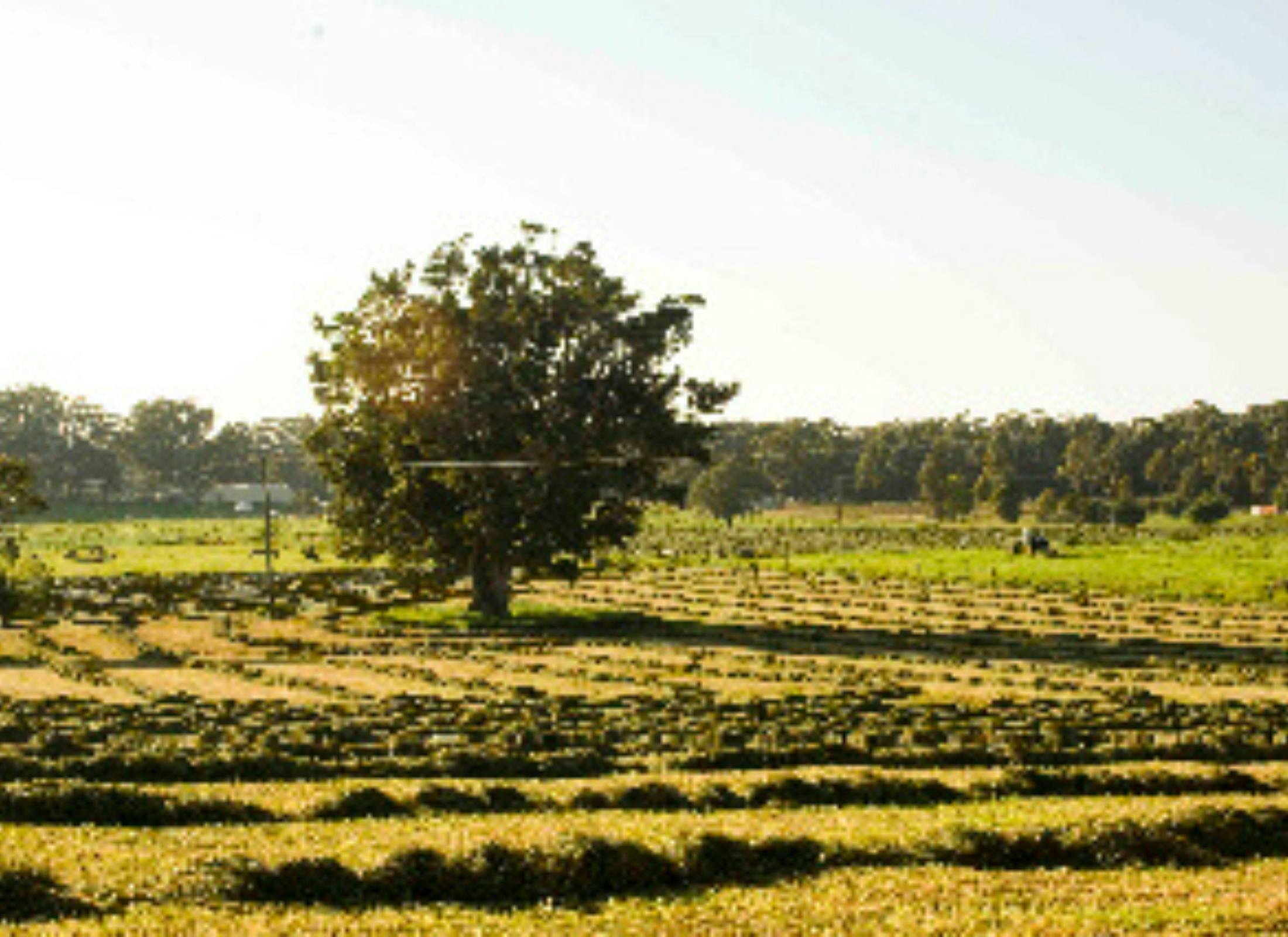 paddock of cut silage