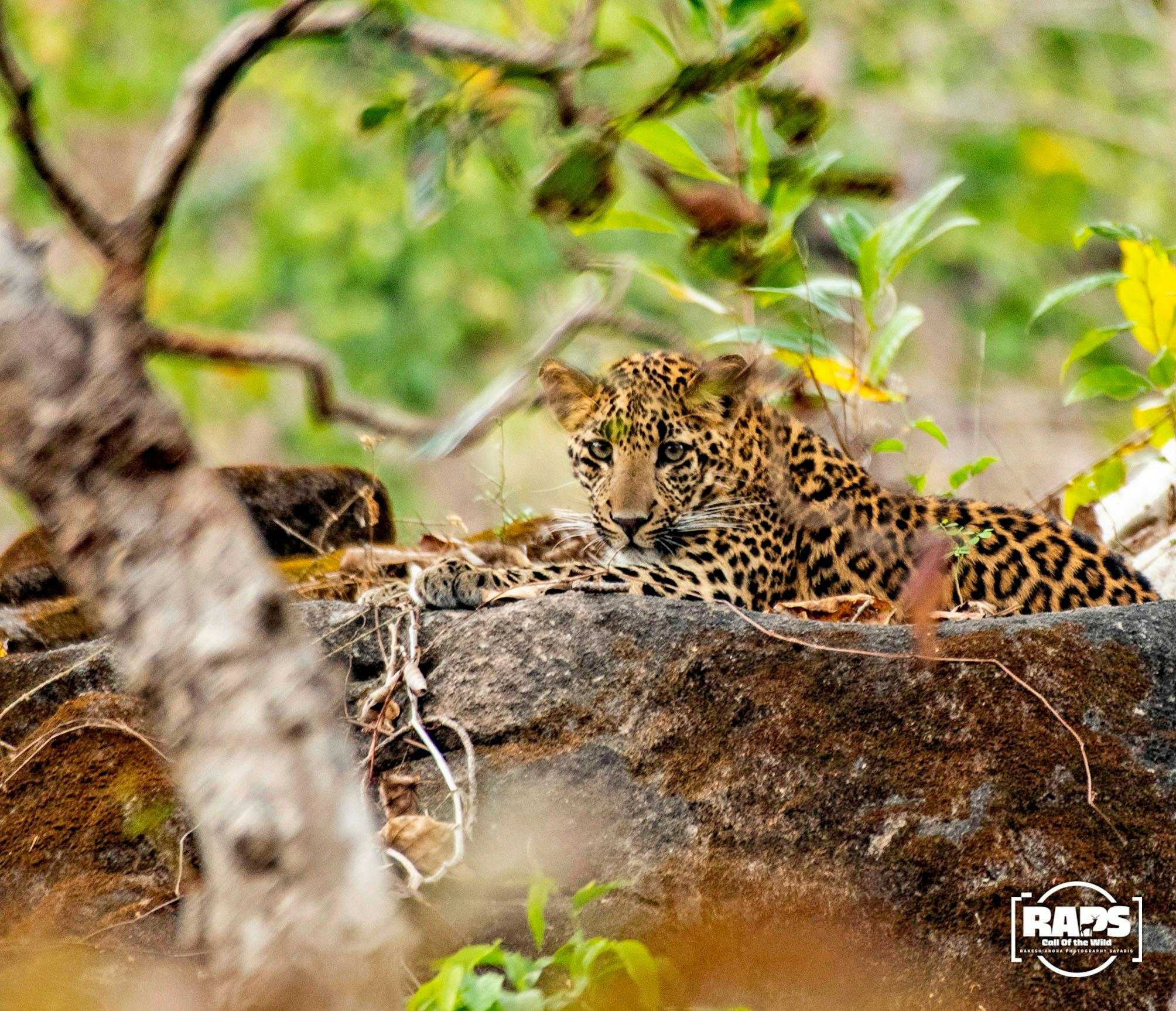 A camouflaged Indian Leopard keeping a watchful eye from a rocky outcrop in Pench.