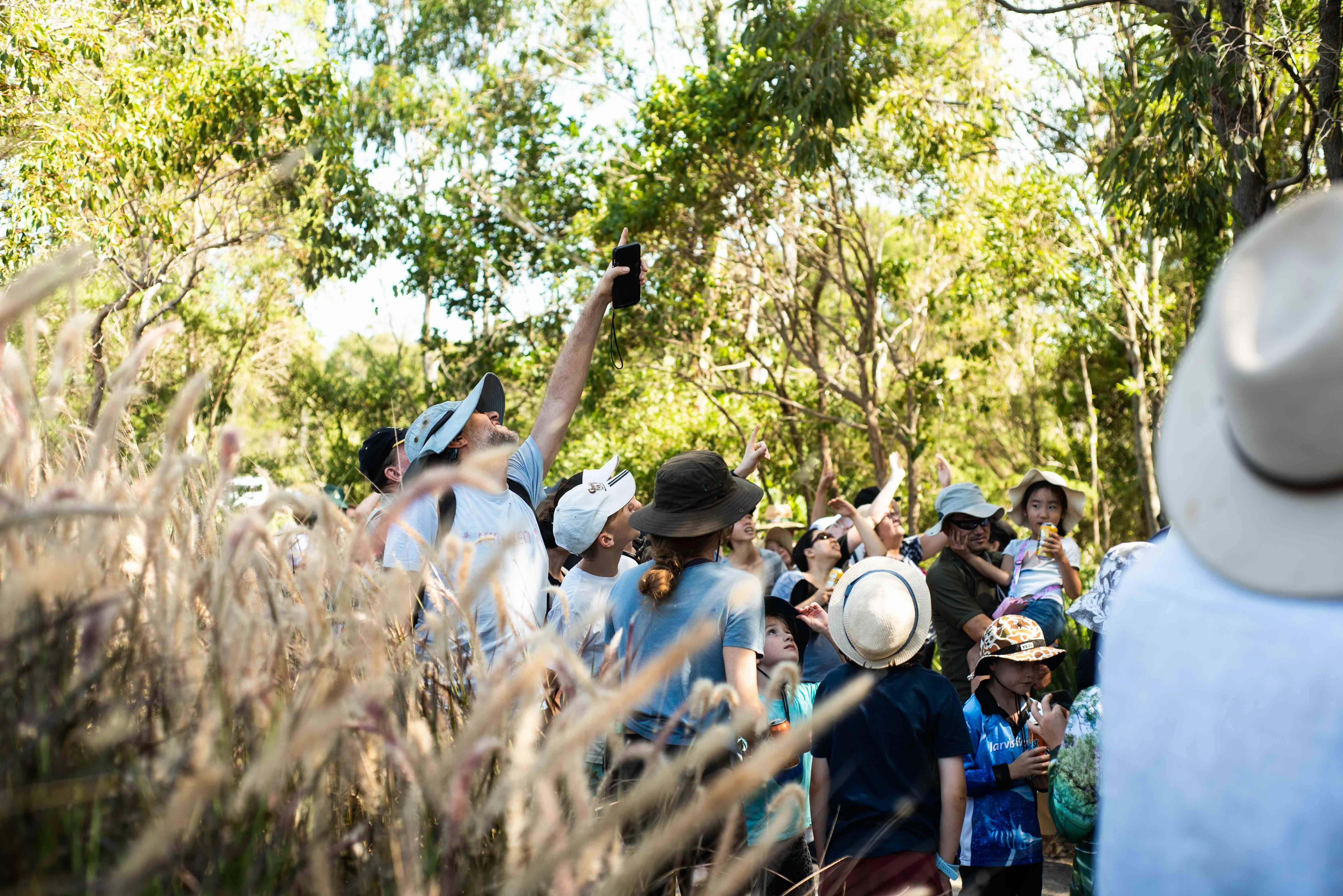 Discover Koalas in the Wild with Ranger Stacey and the Detection Dogs