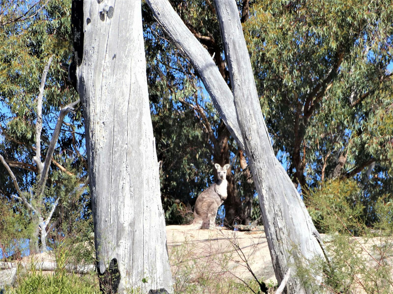 The Wallaroo is one of four macropod species sighted regularly at Grasstrees PNR