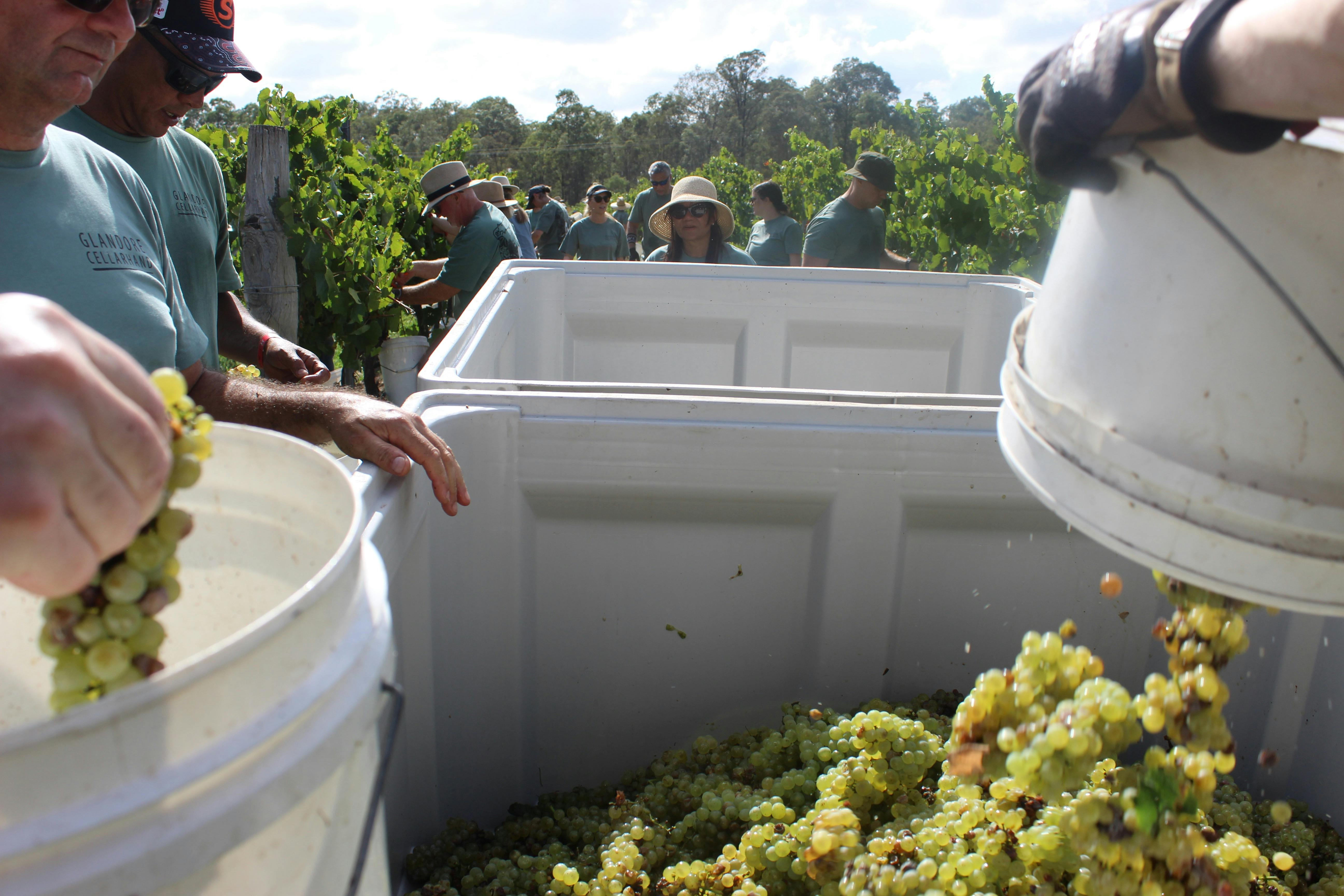 A bucket of grapes is tipped into a harvest trailer.  People are picking bunches of grapes from vine