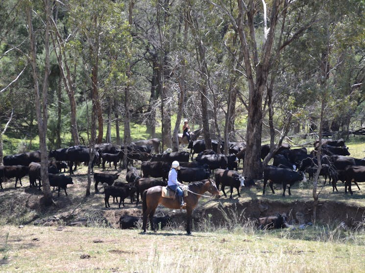 Cattle mustering
