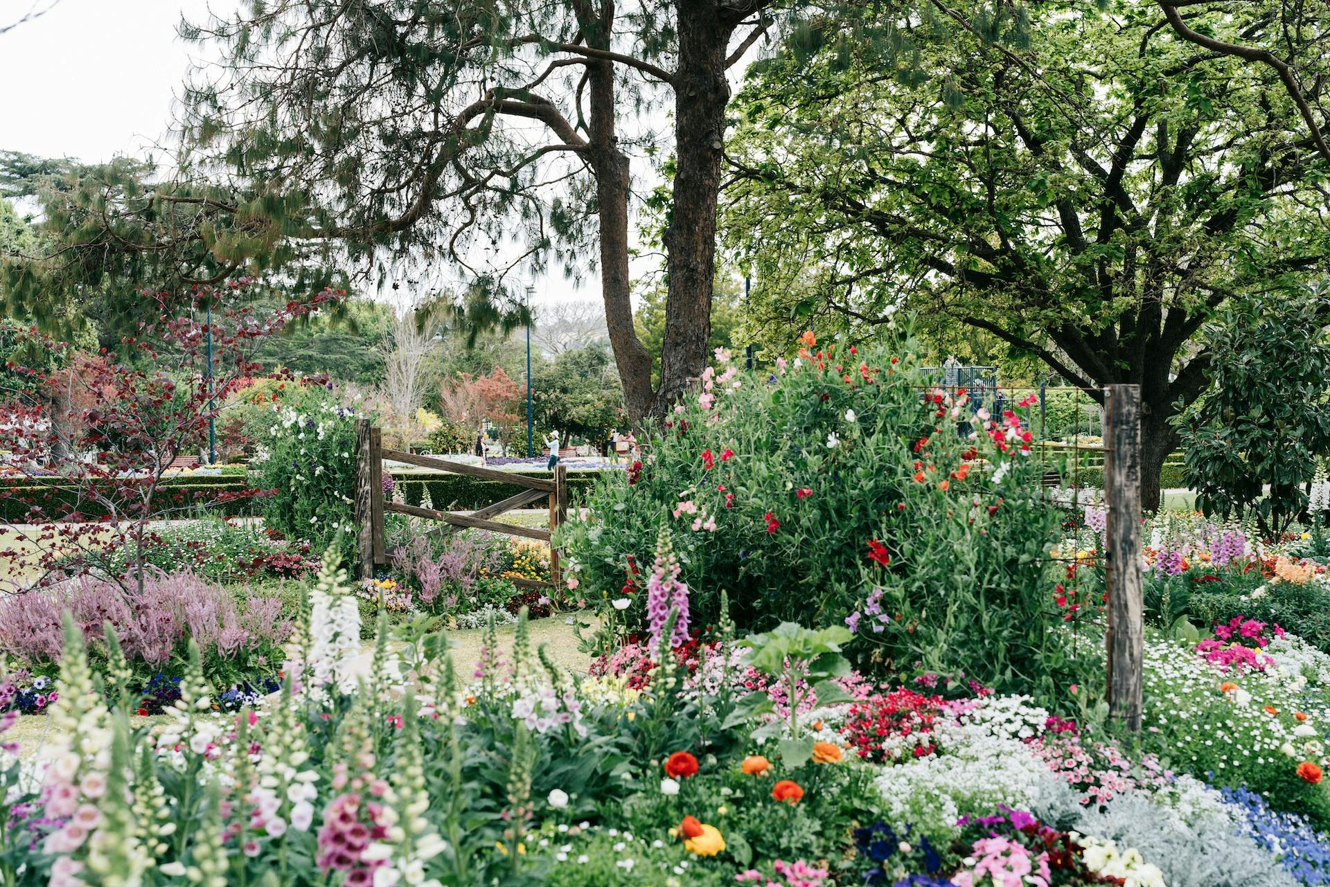 An array of flowers are displayed in a flower bed