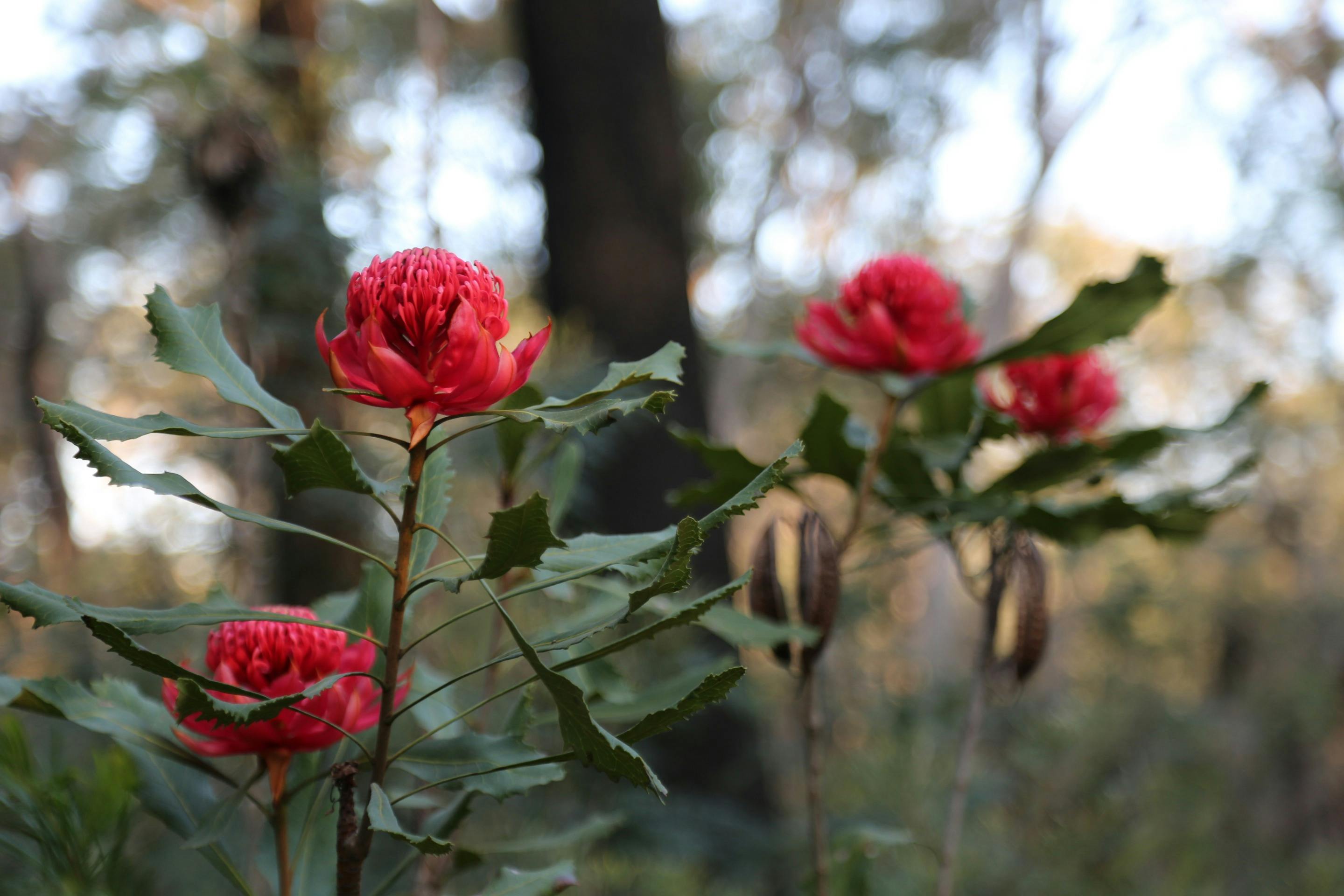 Group of waratah flowers in Australian Bush