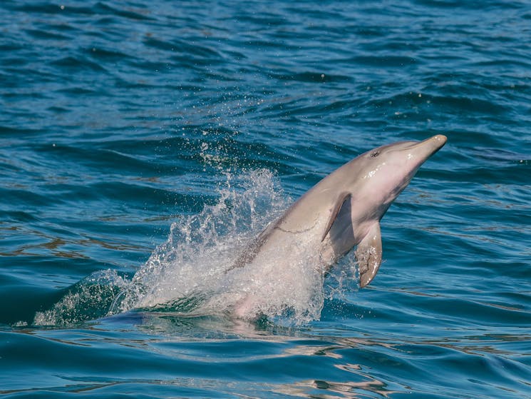 A bottlenose dolphin jumps through a wave