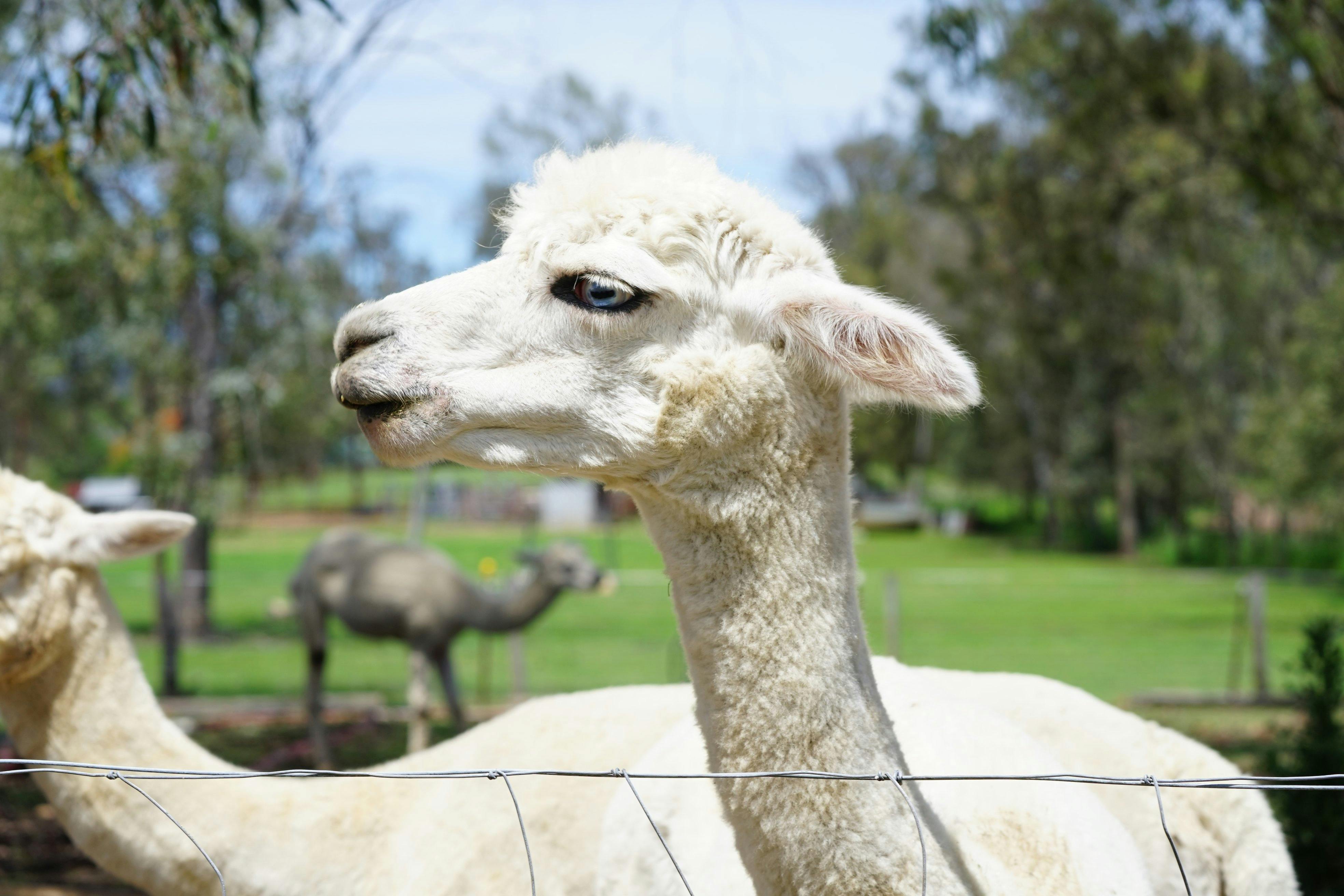 Mysteria Alpacas