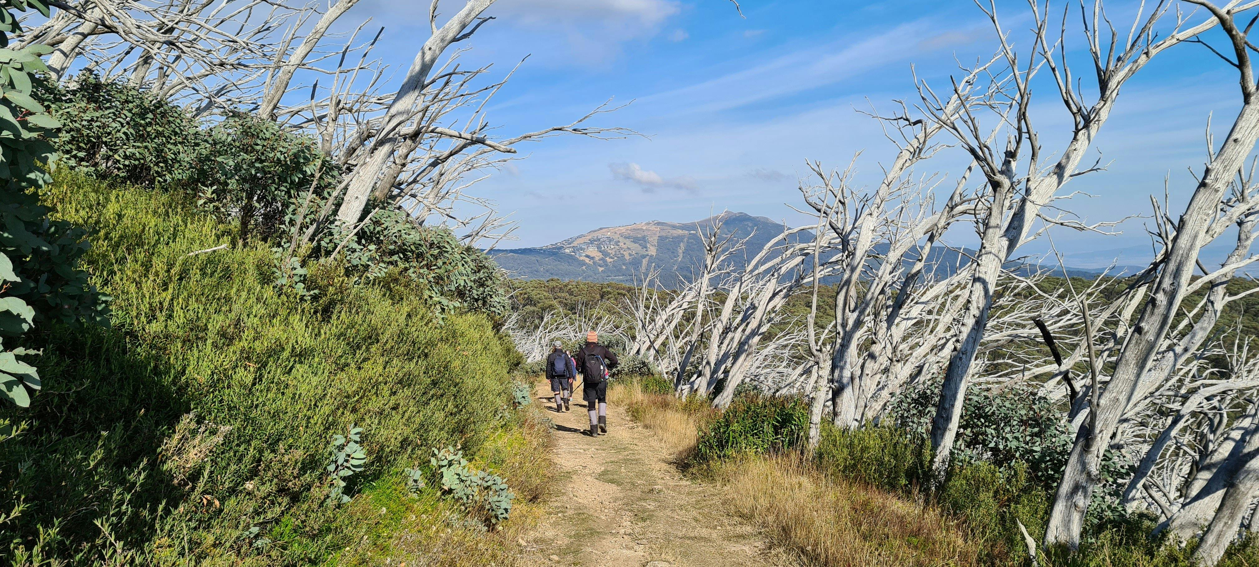 A group of hikers on Mt Stirling with Mt Buller sprawled ahead of them.