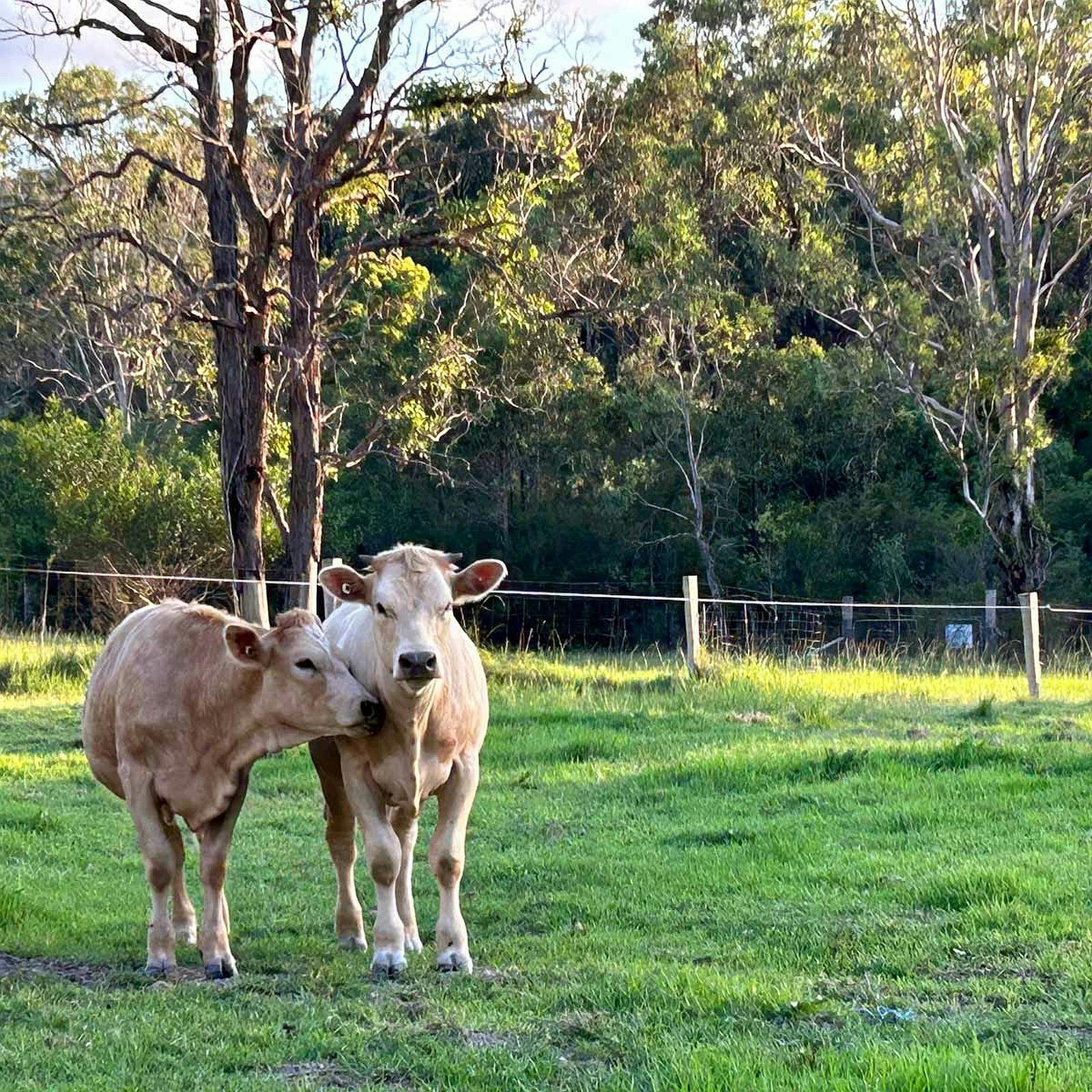Tarcoola Farm