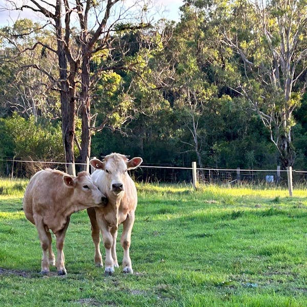 Tarcoola Farm