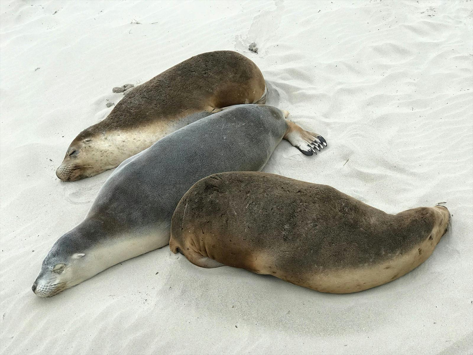 three sealion snooze on the sand