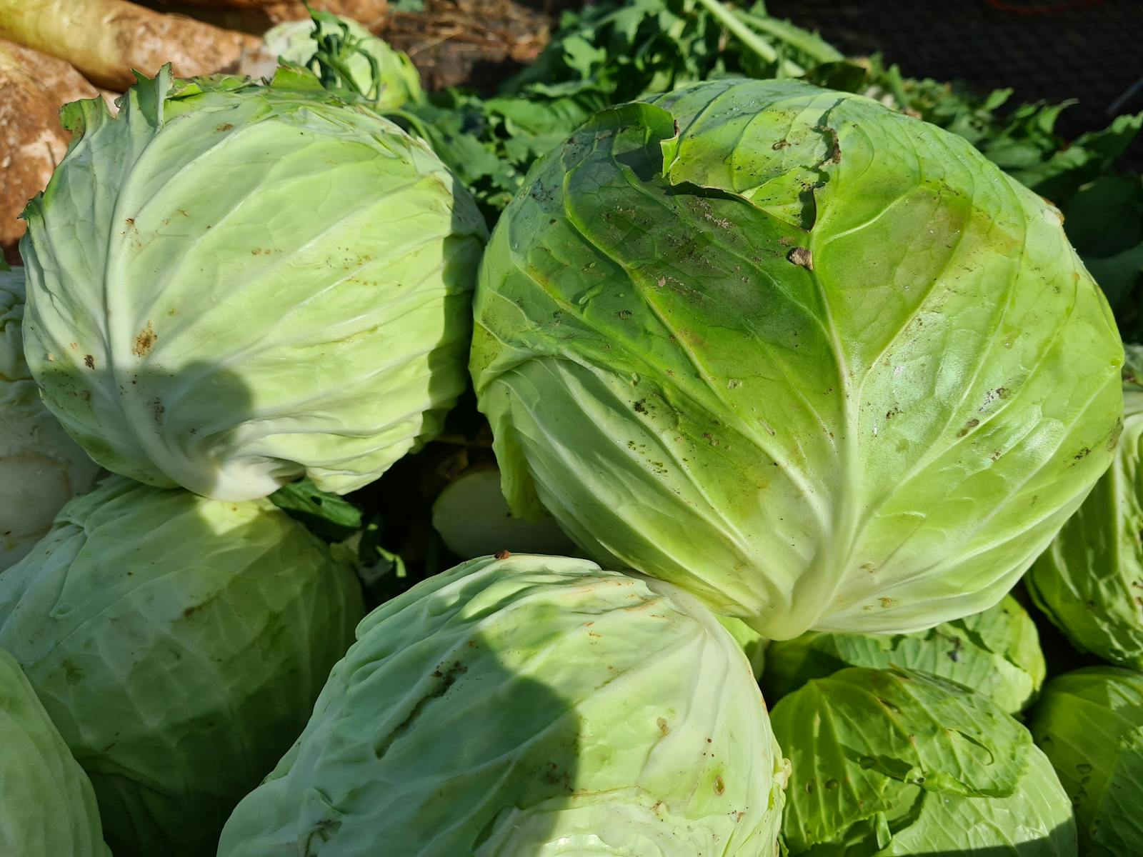 Farm harvest green cabbages