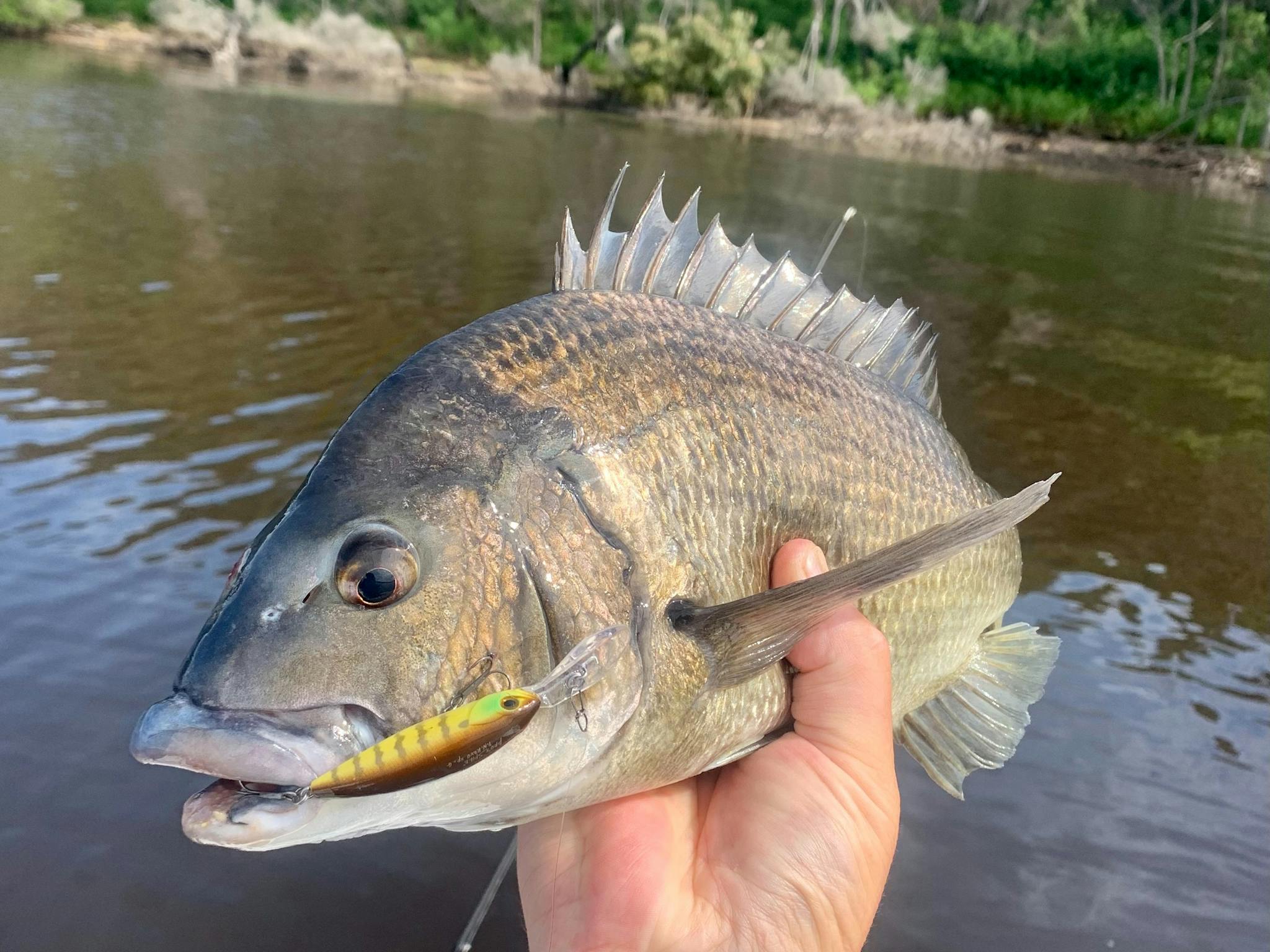 Mallacoota Bream