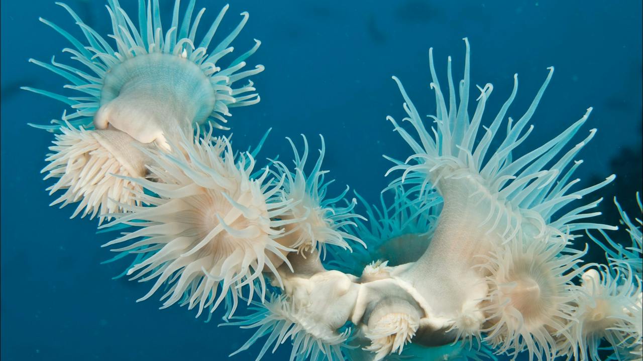 Solitary Islands Marine Park