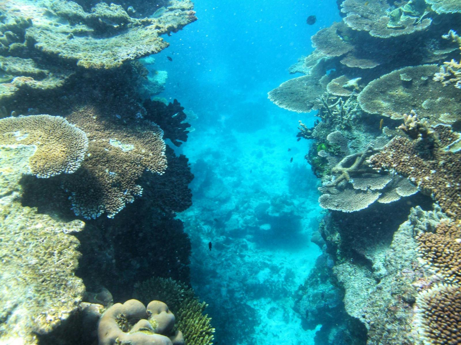 John Brewer Reef - between two reefs