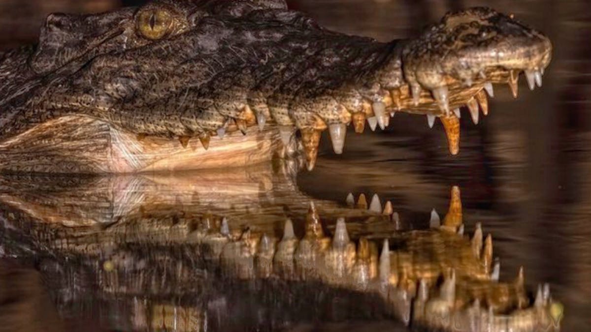 Crocodile smile