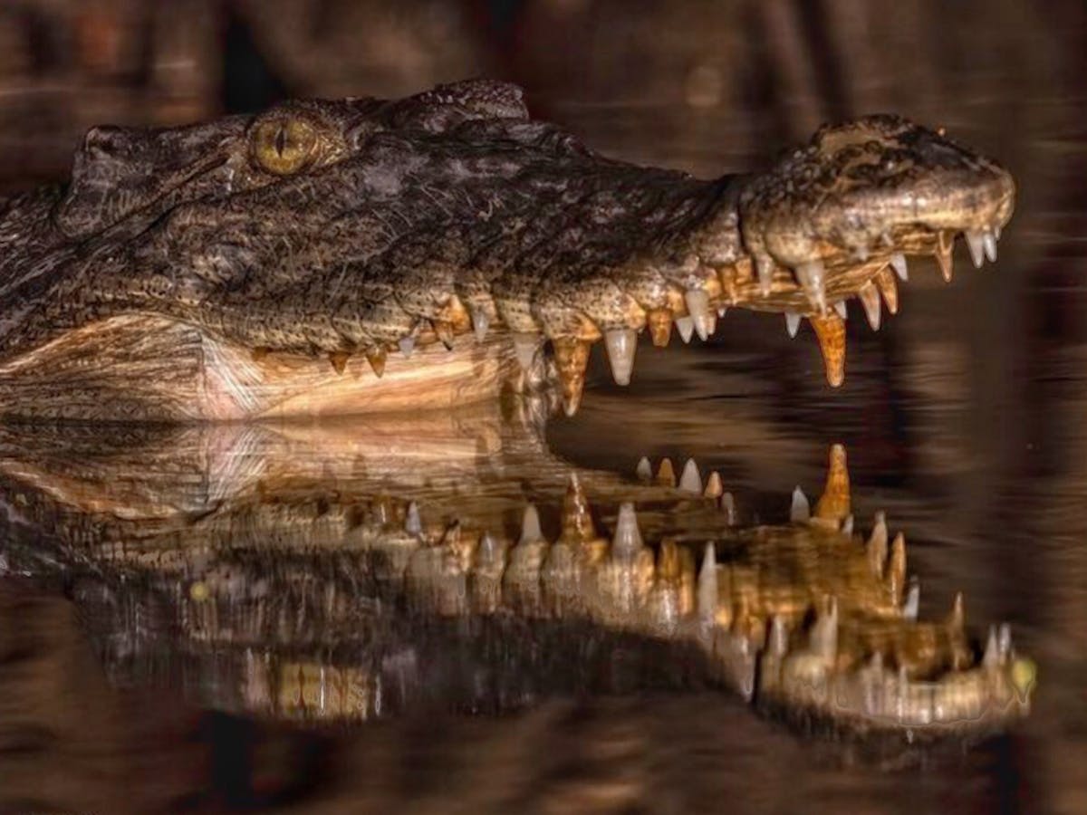 Crocodile smile