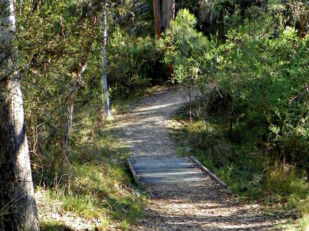 McDirtys Walking Track
