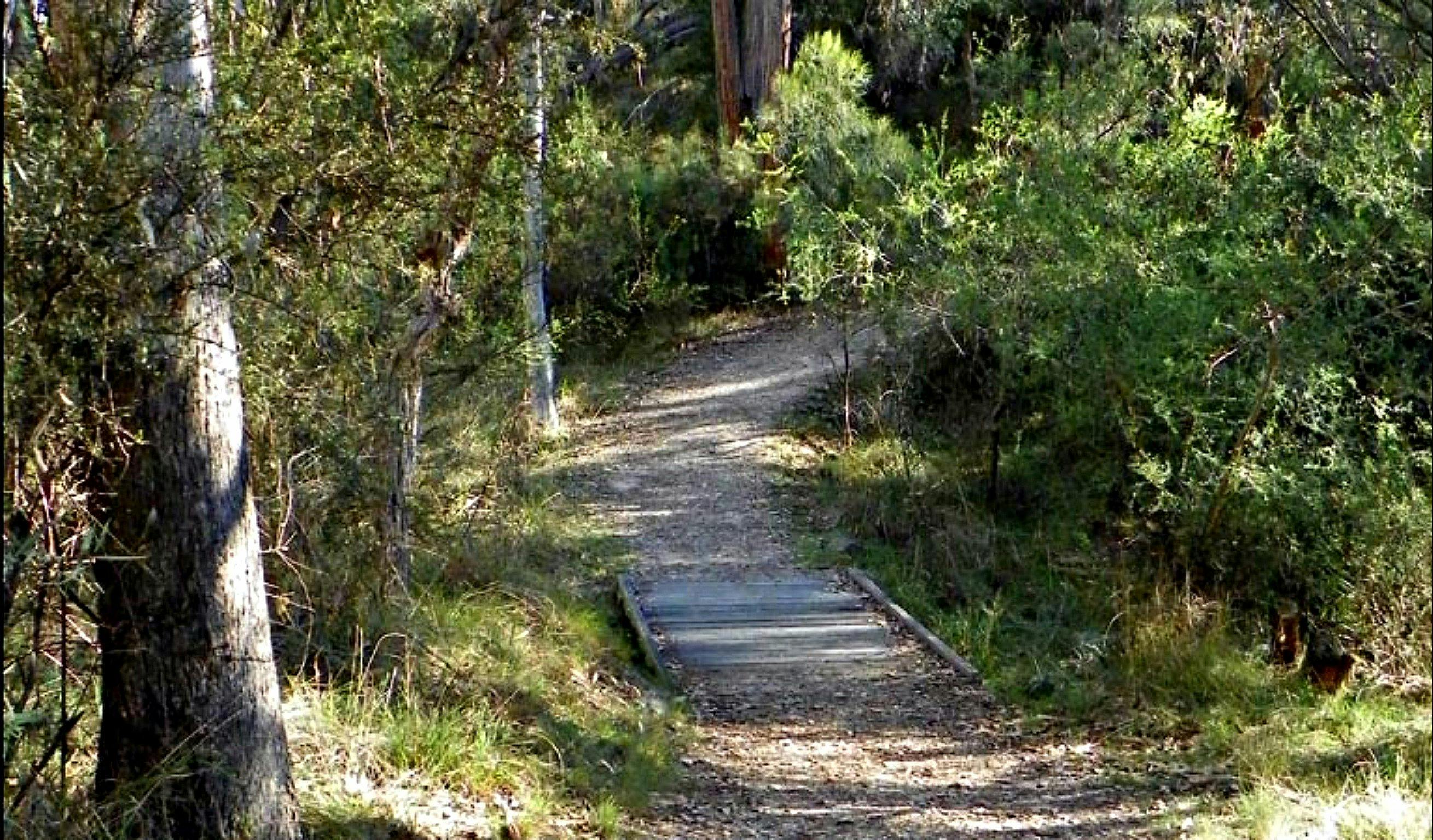 McDirtys Walking Track | NSW Holidays & Accommodation, Things to Do