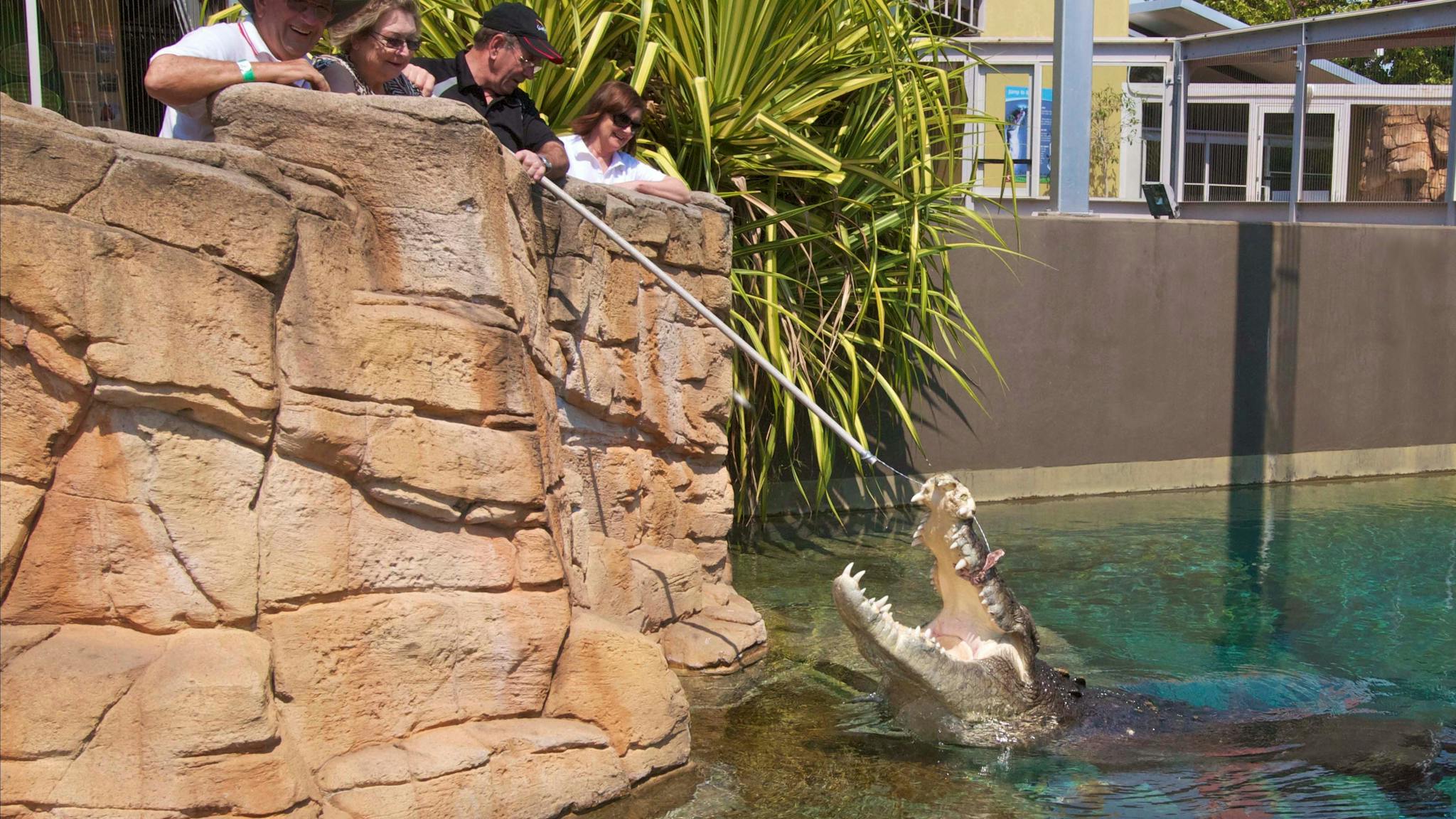 During the VIP tour you get to feed a 5m Crocodile and see how much bite force they really have