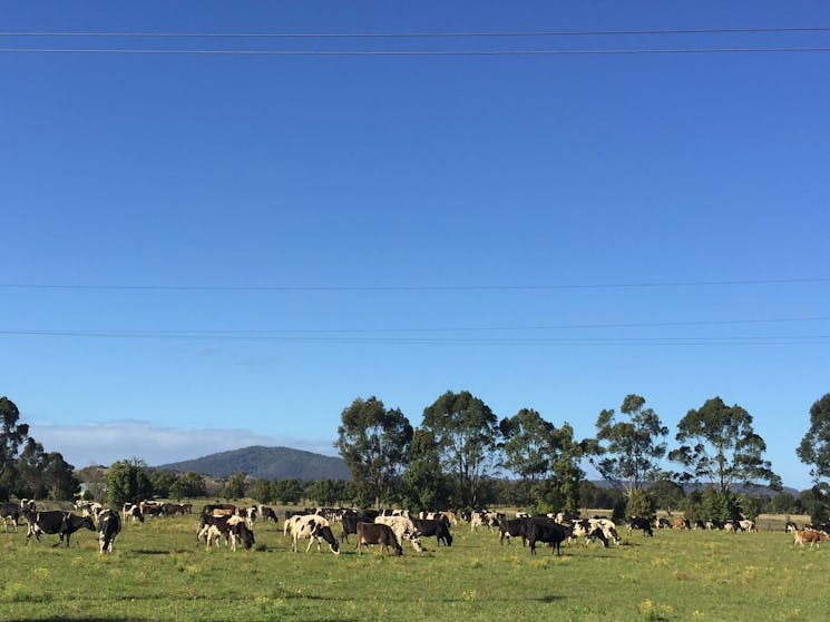 The Dairy Bar - South Coast Dairy Fields