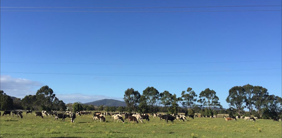 The Dairy Bar - South Coast Dairy Fields