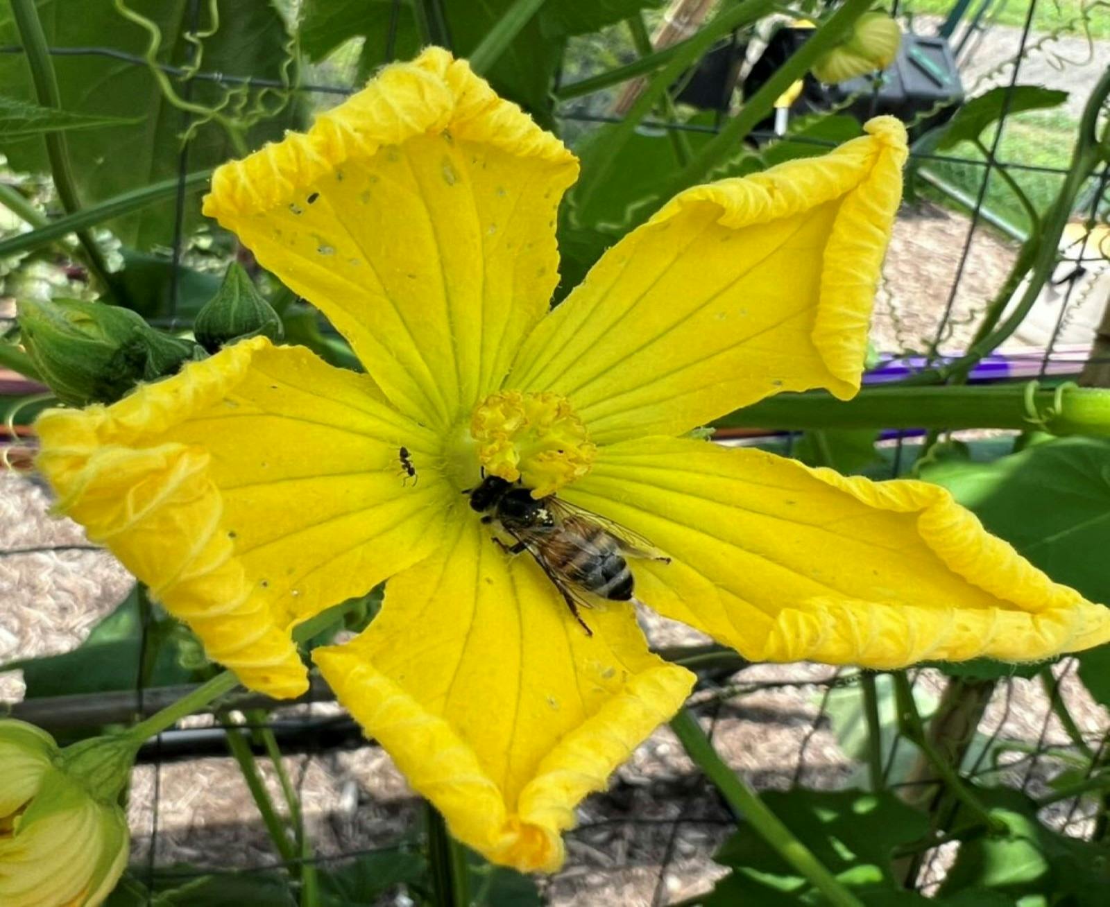 Bolwarra Landcare Native Bee Hotel Workshop
