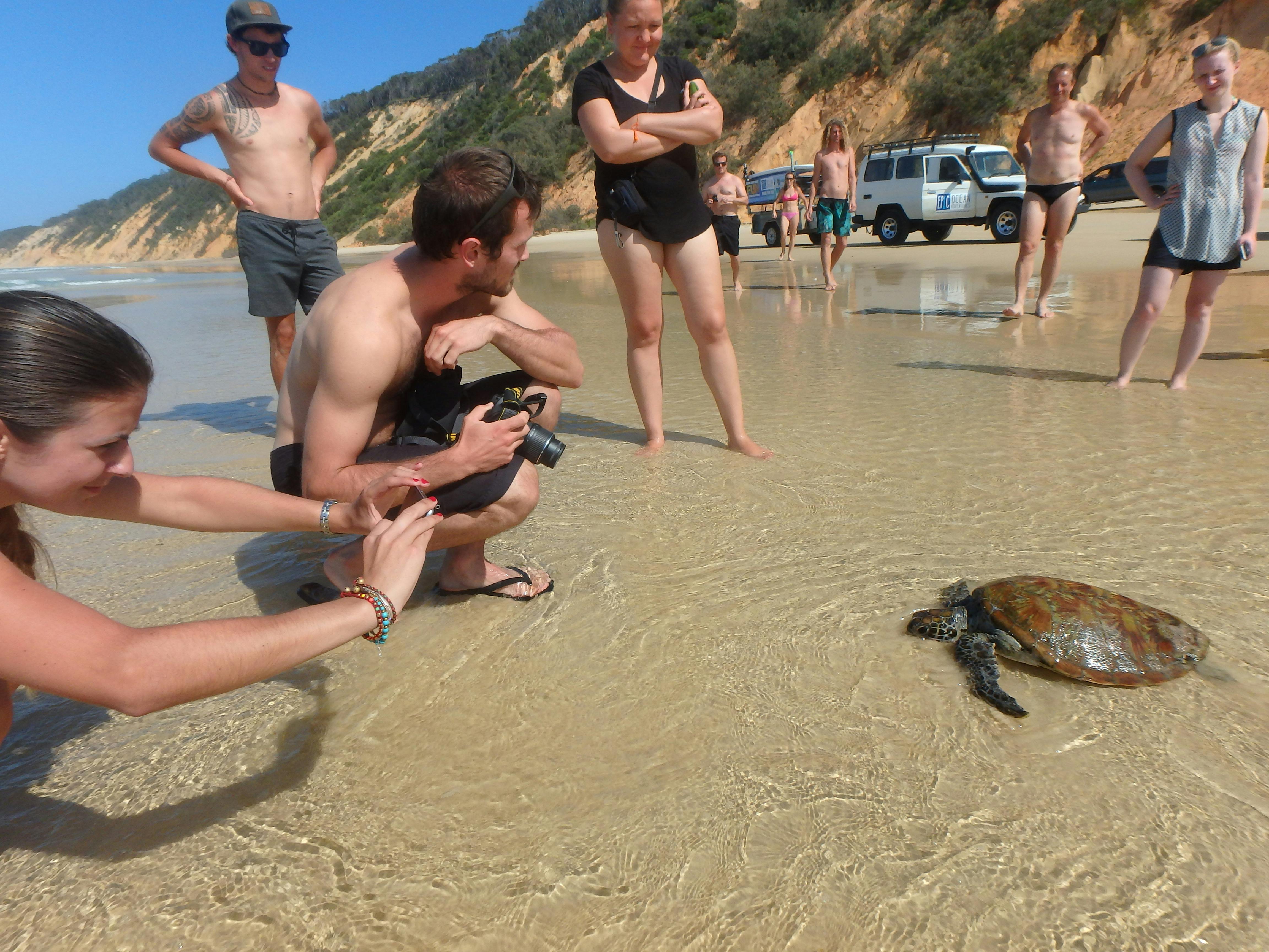 Turtles nestling on kayak tour