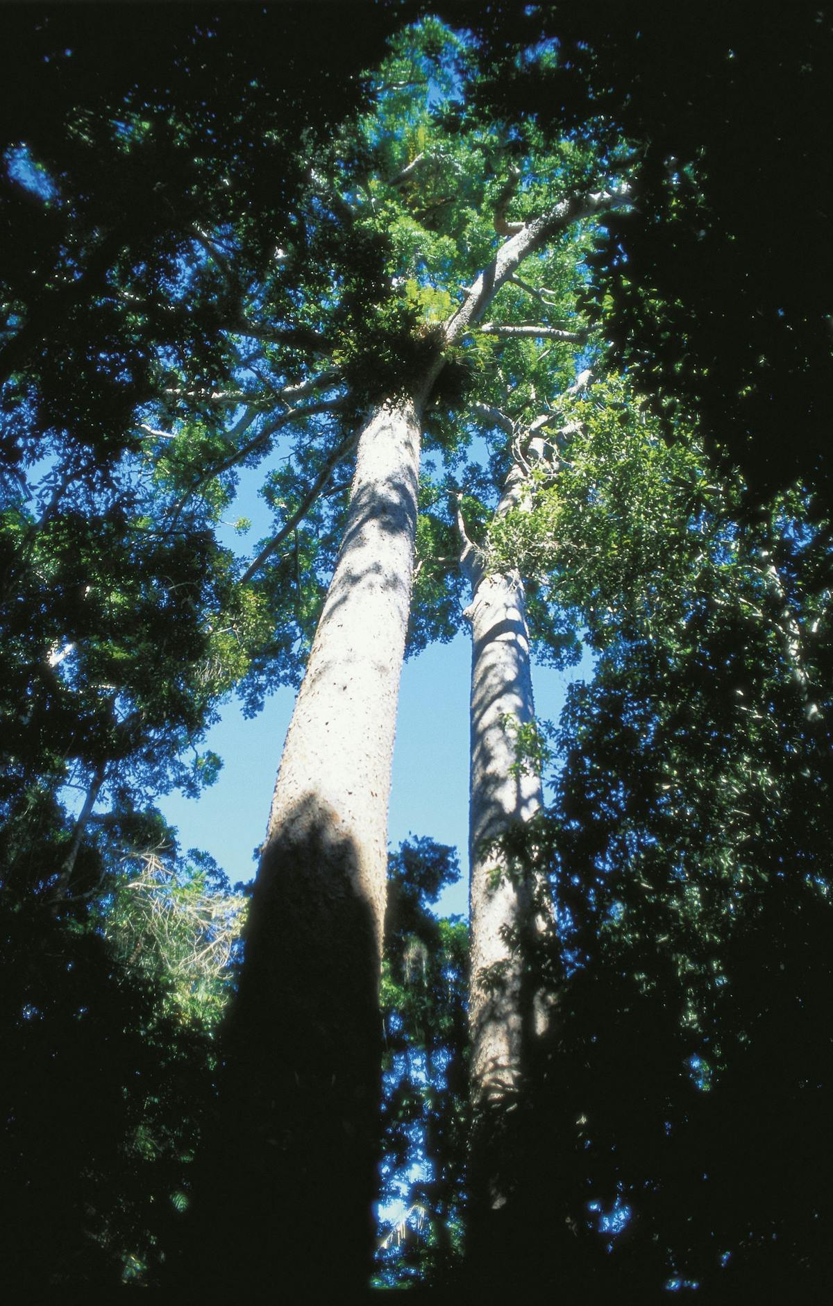 Canopy of twin kauri trees.