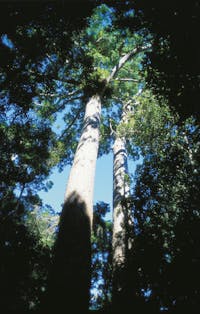 Canopy of twin kauri trees.