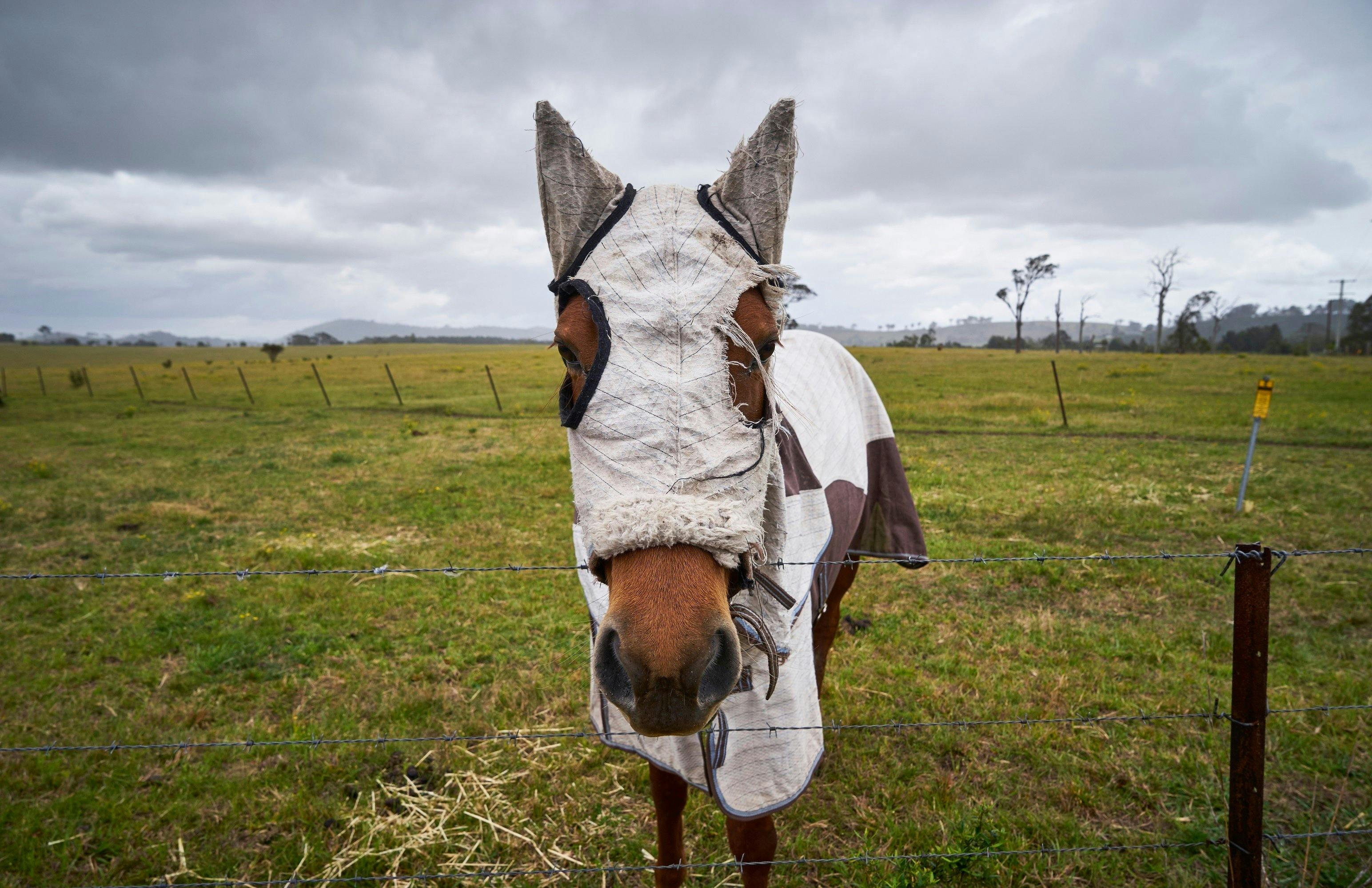 horse, maitland, phoenix park