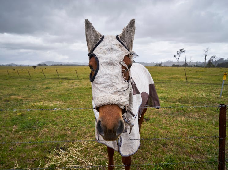 horse, maitland, phoenix park