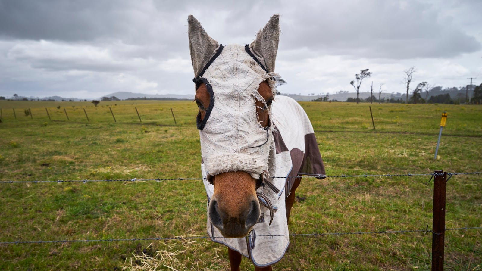 Phoenix Park - Horse