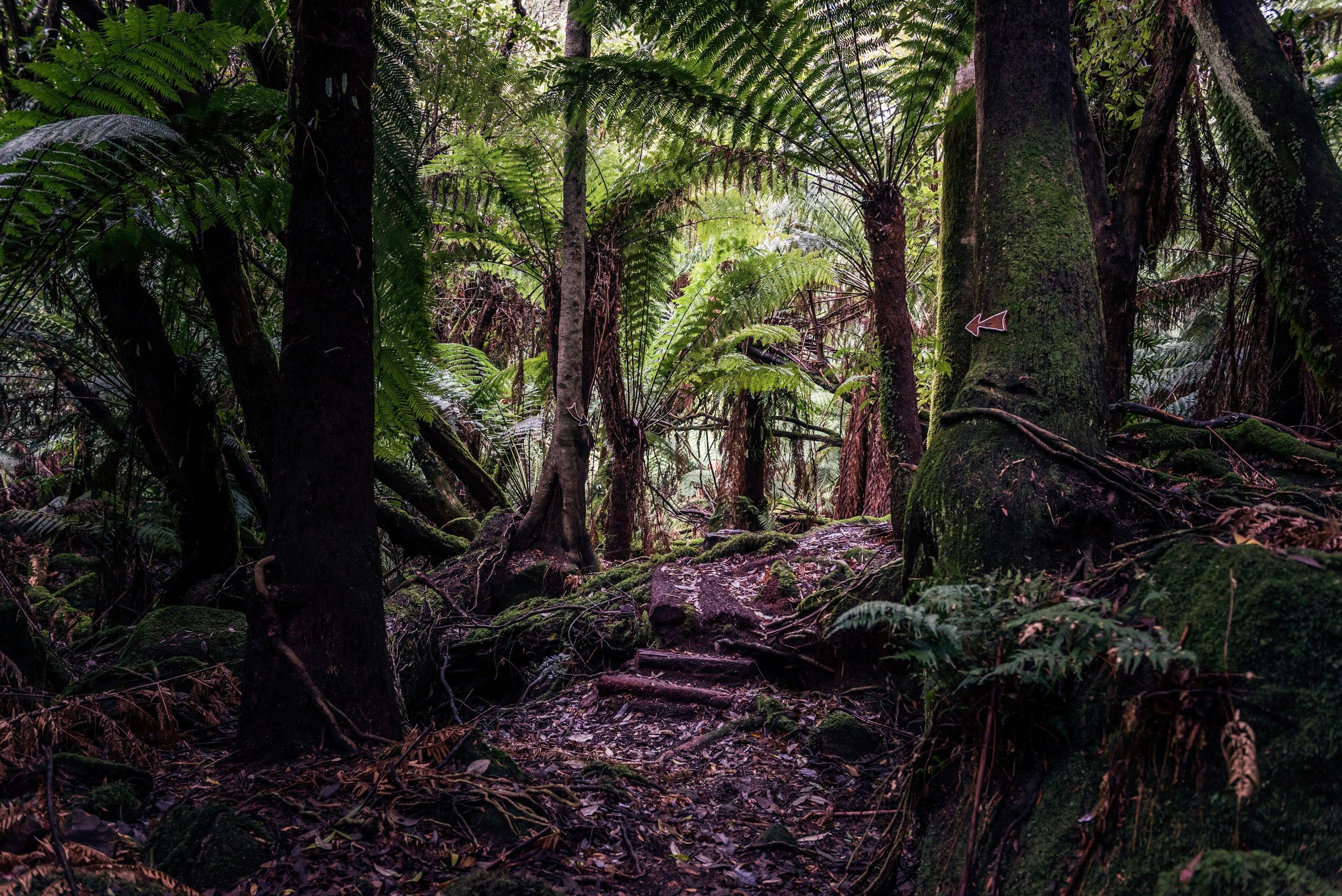 Take the 30 minute circular forest walk, start and finish at your front door