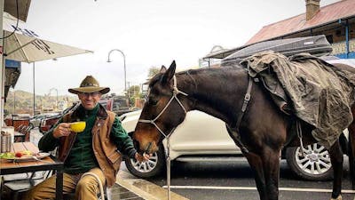 Horse at The Coffee Pedaler