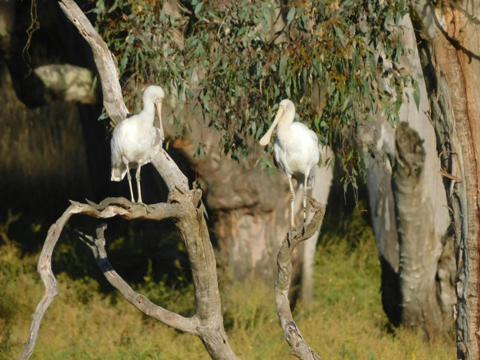 Kangaroo Island Wildlife Discovery