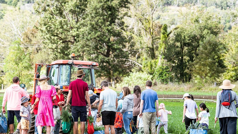 a group of people hand picking produce from a farm in the Scenic Rim