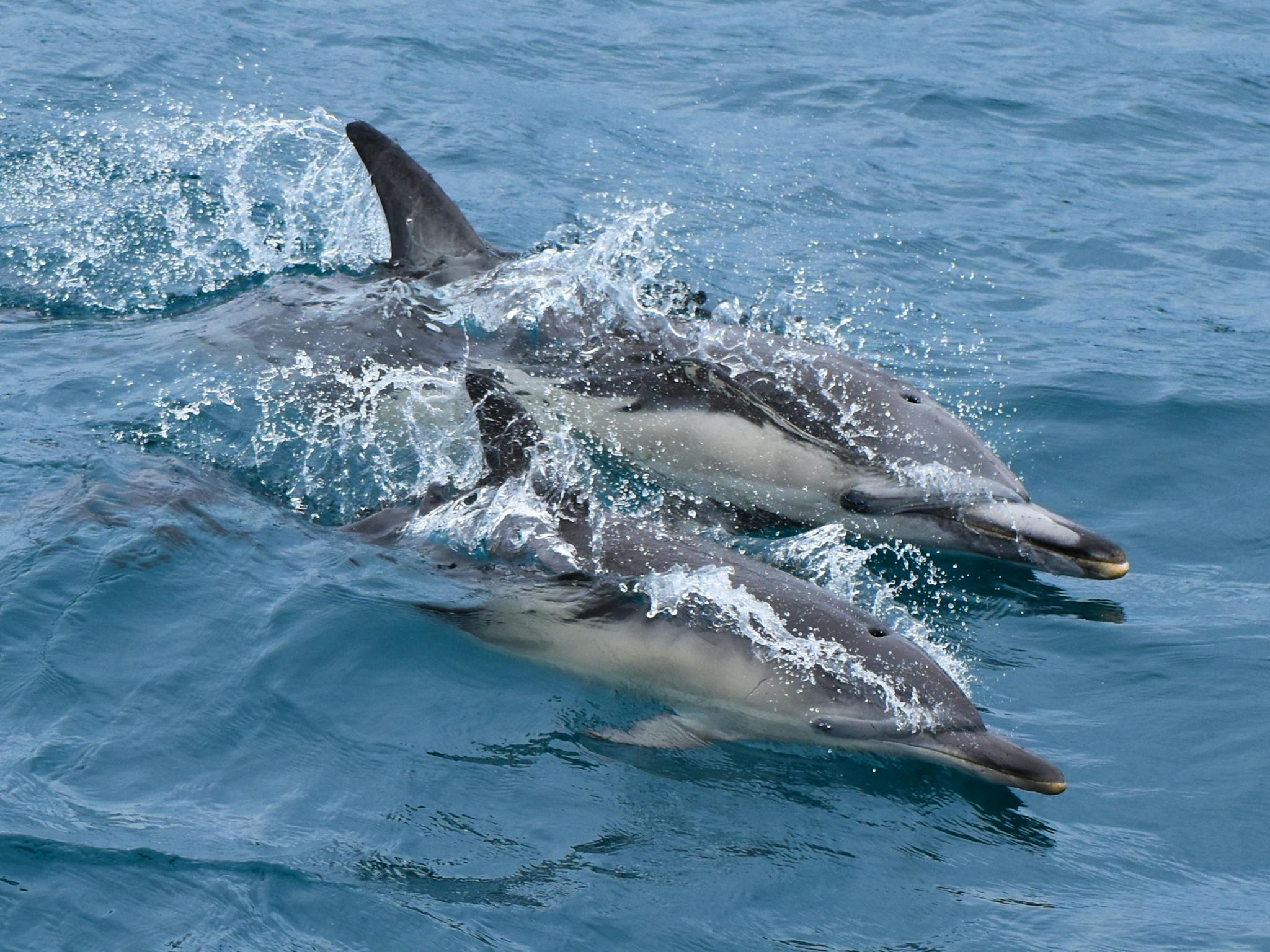 Dolphins