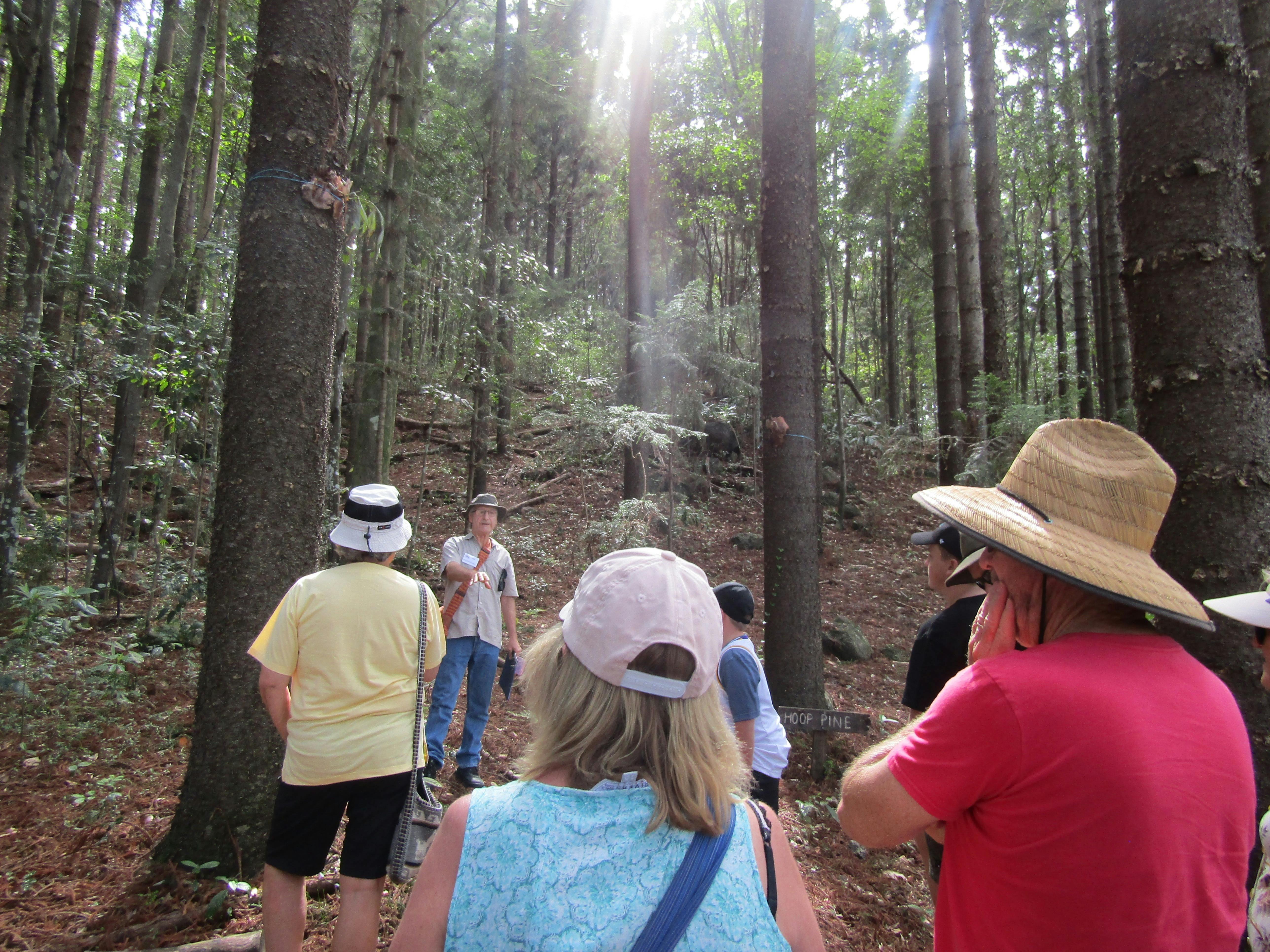 Guided walk in the Rainforest Botanic Gardens