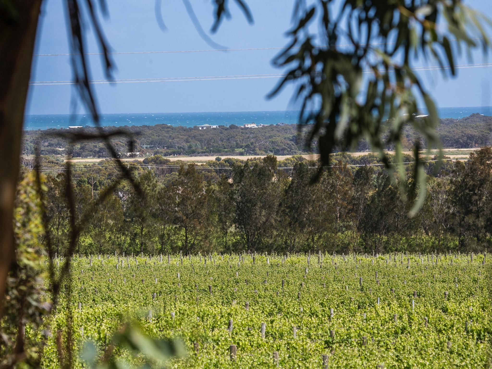 Sellicks Chills Vineyard and Sea Views