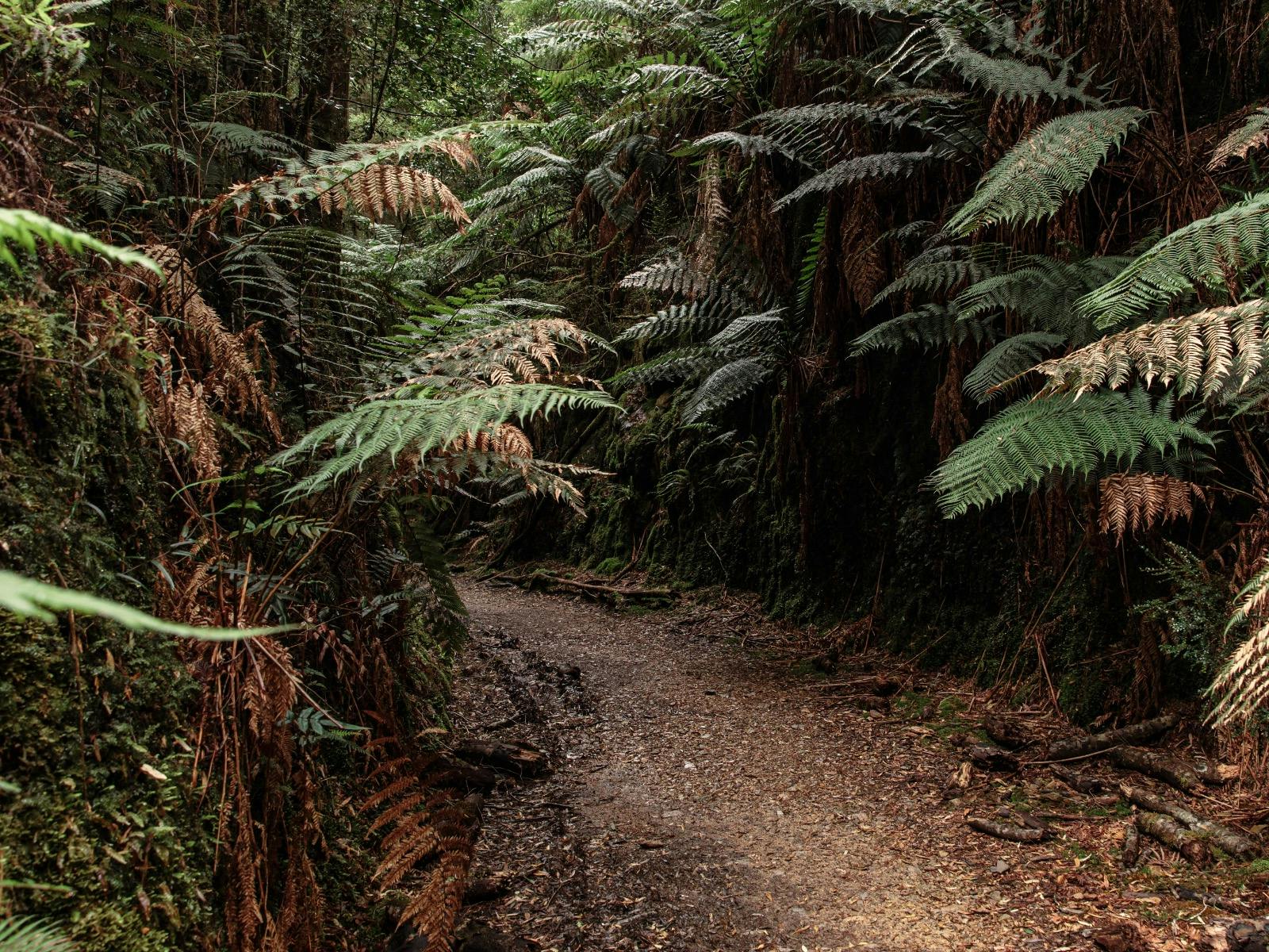 Rosebery, Tasmania